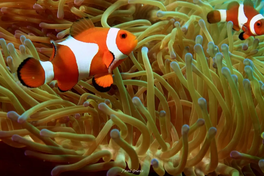 A clownfish among the tentacles of an anemone